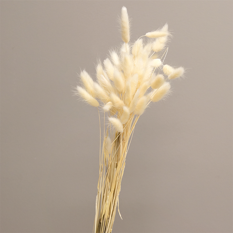 Dried Rabbit Tail Grass Bundle, White