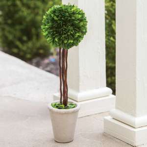 Preserved Boxwood Topiary, 20"  #f021m
