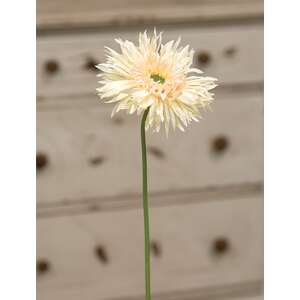 Gerbera Daisy Stem, Cream Pink #18118