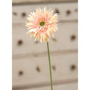 Gerbera Daisy Stem, Peach