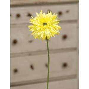 Gerbera Daisy Stem, Lemon Yellow #18120