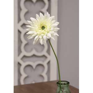 Blooming African Daisy Stem, White