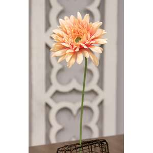 Blooming African Daisy Stem, Dark Pink