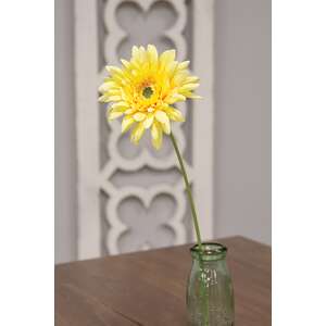 Blooming African Daisy Stem, Dark Yellow