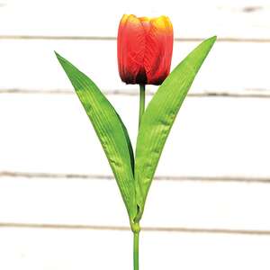 Sunset Tulip Stem, 17.5" 18300