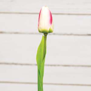 Champagne Tulip Stem, 15.5" 18305;