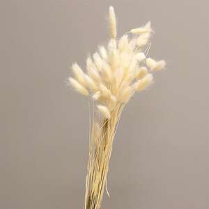 Dried Rabbit Tail Grass Bundle, White 18362