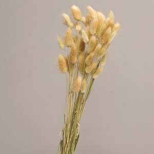 Dried Rabbit Tail Grass Bundle, Natural 18363