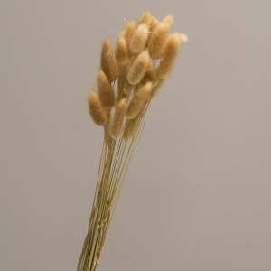 Wispy Dried Rabbit Tail Grass Bundle, Natural 18365