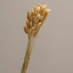 Rabbit Tail Grass Bundle, Natural 18365;
