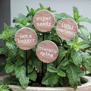 Super Needy Houseplant Poke, 4 Asstd.