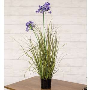 Potted Lily of the Nile & Onion Grass 18443;