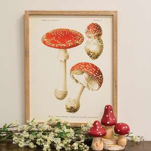 Vintage Amanita Muscaria Mushroom Framed Print 65380;