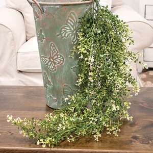 Cream Tipped Baby's Grass Hanging Bush, 34" ;