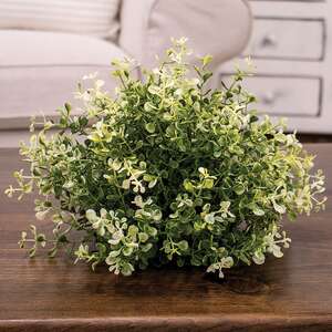 Cream Tipped Baby's Grass Half Sphere, 9" x 7" ;