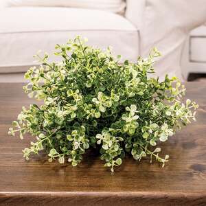 Cream Tipped Baby's Grass Half Sphere, 9" x 6.5"H;
