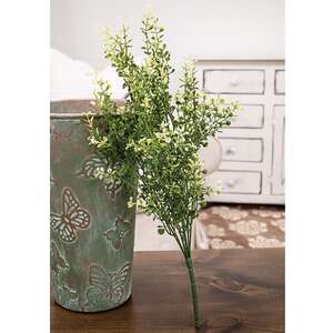 Cream Tipped Baby's Grass Bush, 21" ;