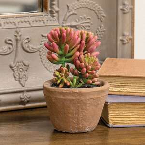 Potted Coral Jade Succulent JH102507;