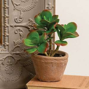 Potted Sweetheart Leaf Succulent JH102508;