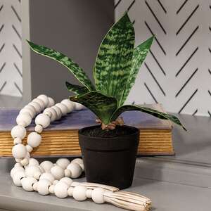 Potted Dark Green Snake Plant T182502;