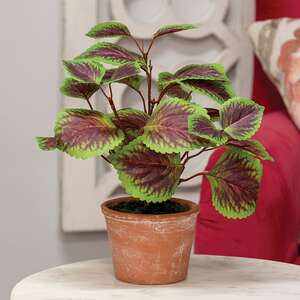 Potted Purple Mint Bush T182503;