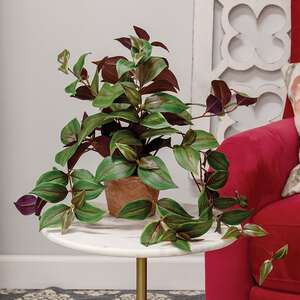 Potted Day Flower Vine T182505;