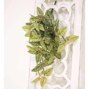Pink Fittonia Leaves Hanging Bush, 21" T182508;