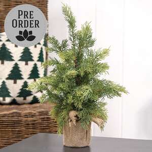Weeping Cedar Tree w/Burlap Base, 18" SW032504;