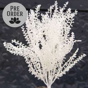 White Icy Wonderland Astilbe Bush, 14.5"H SW032530W;