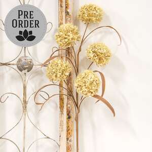 Cream Allium Spray, 24"H SA112580;