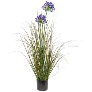 Potted Lily of the Nile & Onion Grass 18443;