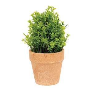 Potted Mini Boxwood - 6.5"H 18446;