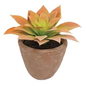 Potted Peach Agave Succulent JH102506;