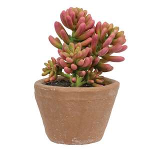 Potted Coral Jade Succulent JH102507;