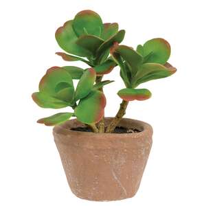 Potted Sweetheart Leaf Succulent JH102508;