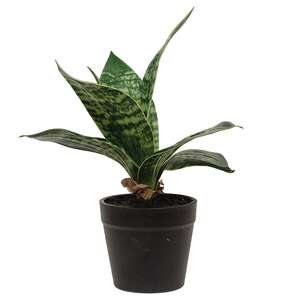 Potted Dark Green Snake Plant T182502;