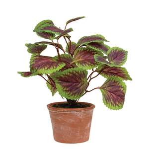 Potted Purple Mint Bush T182503;