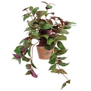 Potted Day Flower Vine T182505;