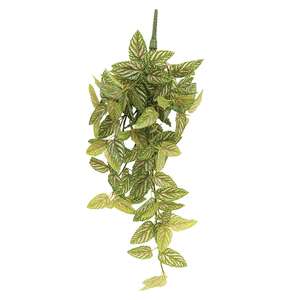 Pink Fittonia Leaves Hanging Bush, 30" T182507;