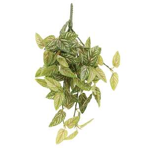 Pink Fittonia Leaves Hanging Bush, 21" T182508;