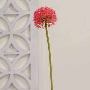 Rose Pink Allium Ball Spray - 19" 18456;