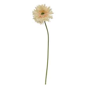 Gerbera Daisy Stem, Cream Pink