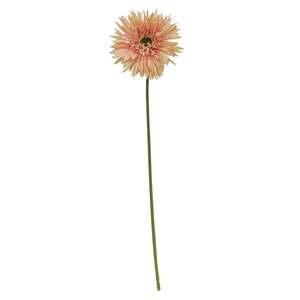 Gerbera Daisy Stem, Peach