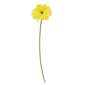 Gerbera Daisy Stem, Lemon Yellow