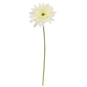 Blooming African Daisy Stem, White