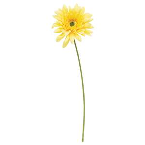 Blooming African Daisy Stem, Dark Yellow