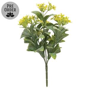 Yellow Jasmine Bush - 10 In
