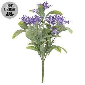Purple Jasmine Bush - 10 In