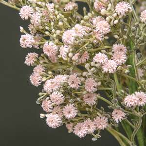 Blushing Blessed Clover Spray - 17 In