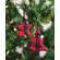 Red Buffalo Check Fabric Star Ornament -